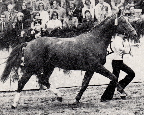 Deckhengst Mark (Trakehner, 1975, von Donauwind)