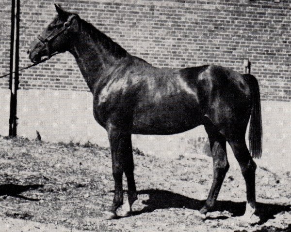 Deckhengst Margo (Trakehner, 1969, von Marquis)