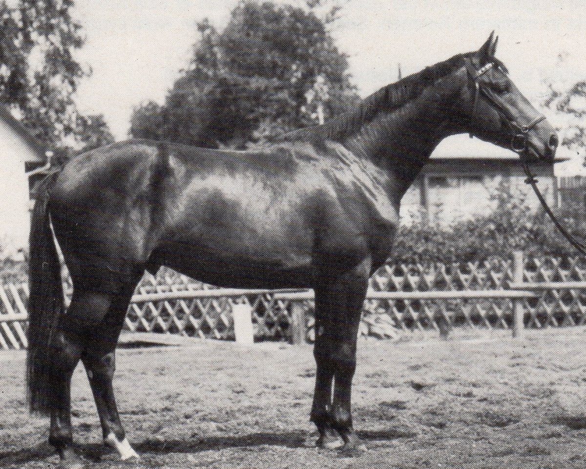 stallion Lockruf II (Trakehner, 1967, from Traumgeist xx)