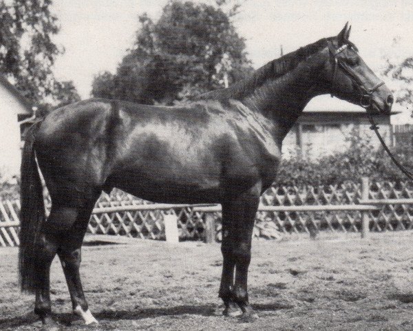 stallion Lockruf II (Trakehner, 1967, from Traumgeist xx)