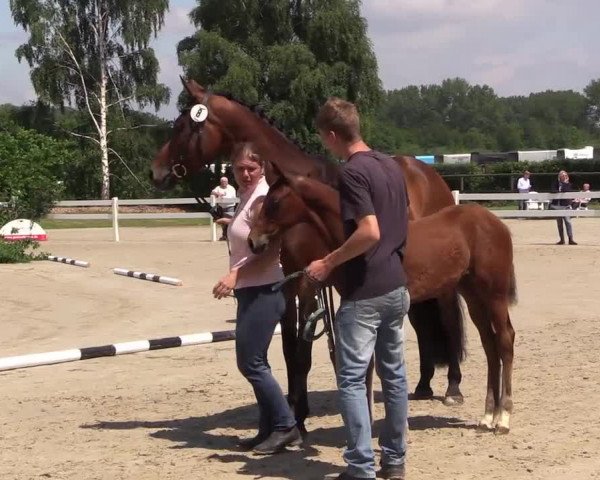 Stuten- und Fohlenschau Herbern 2019