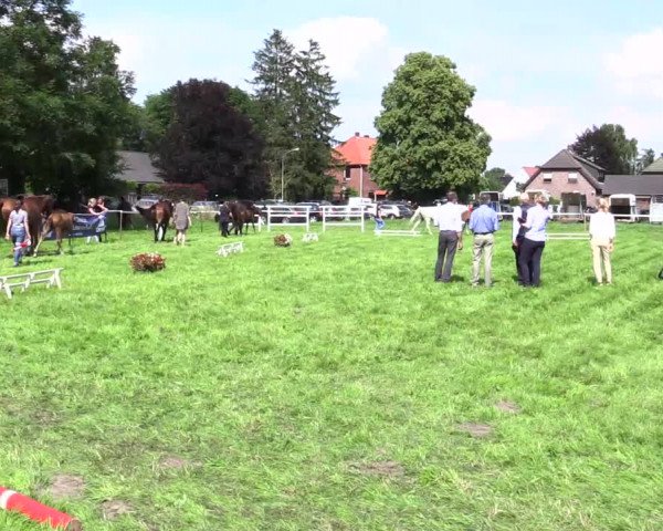 Stuten- und Fohlenschau Petershagen-Friedewalde 2021