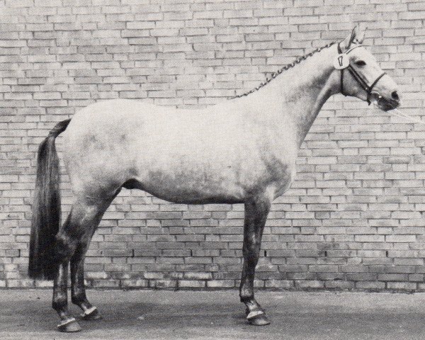 Deckhengst Le Bajar (Trakehner, 1986, von Bajar ShA)