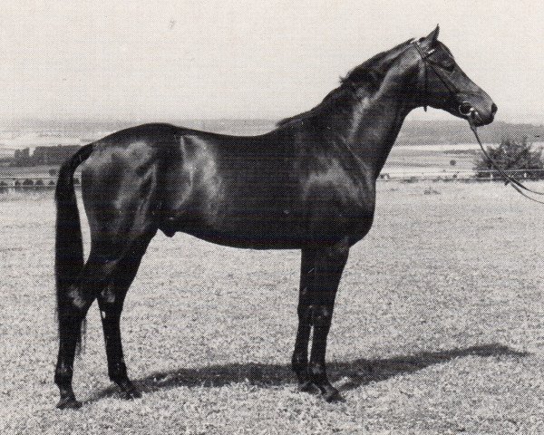 Stallion Konvoi (Trakehner, 1982, from Kallistos x)