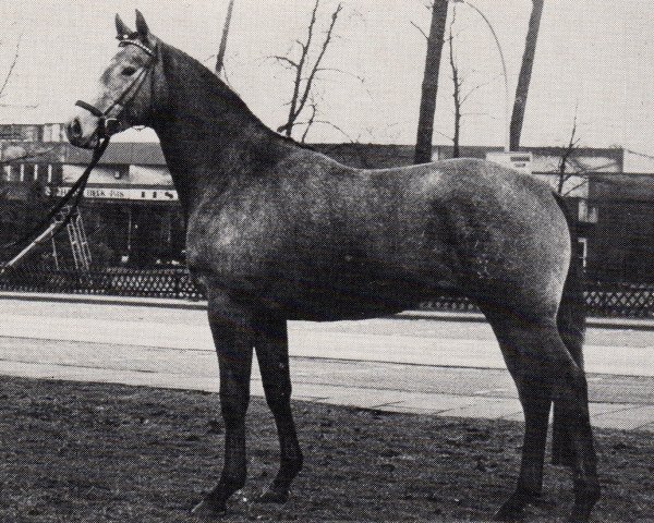 Deckhengst Karo As (Trakehner, 1981, von Vollkorn xx)