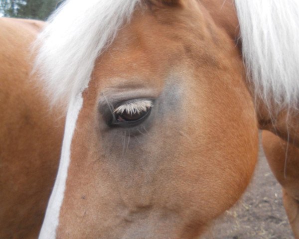 horse Malaika (Haflinger, 1993, from Mando)