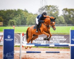 jumper L´amie Du Coeur (Oldenburg show jumper, 2012, from Ludwigs As)