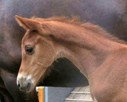 horse Brokat-Bacardi (Trakehner, 2018, from Zonyx Ox)