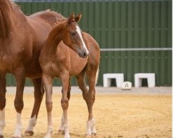 Pferd Karibik Sun (Westfale, 2021, von Karim Doré)