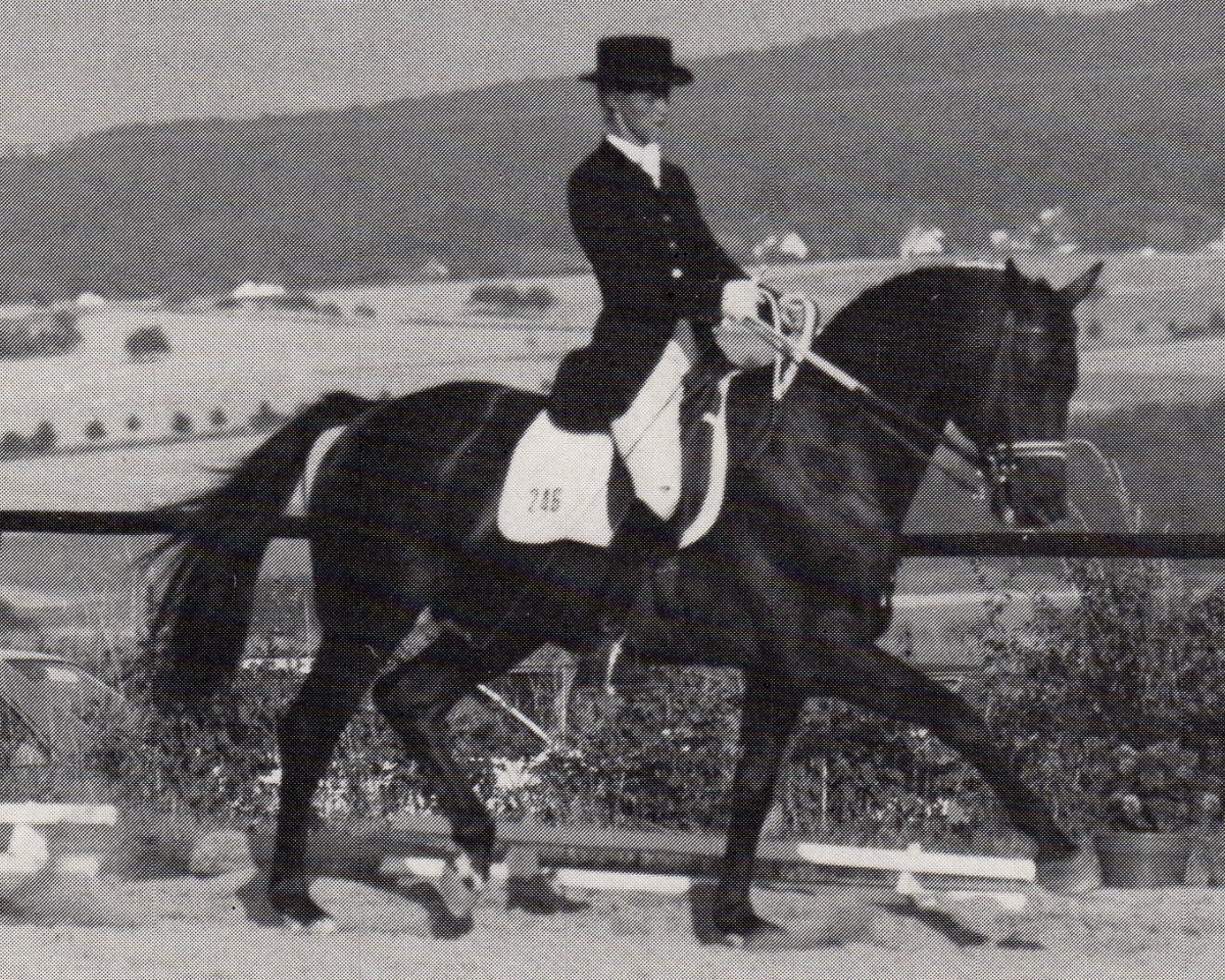 stallion Heuriger (Trakehner, 1979, from Herzbube)