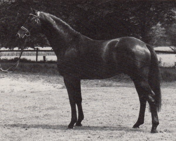 Avlshingst Guter Stern (Trakehner, 1986, fra Schwarzdorn)