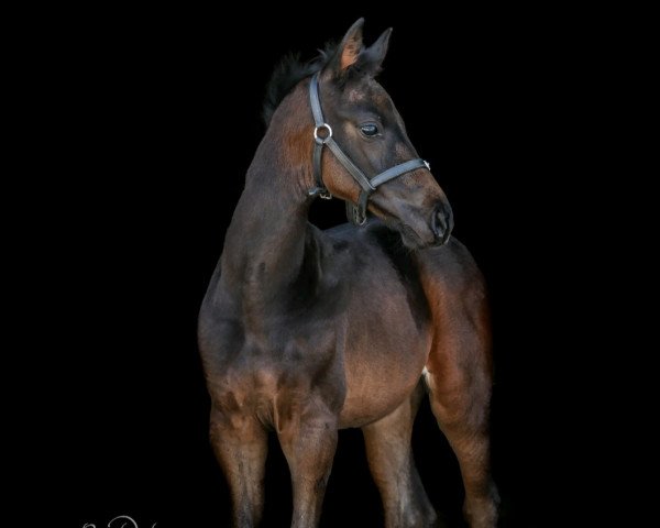 horse Cayetana (Oldenburg, 2021, from Confess Color)