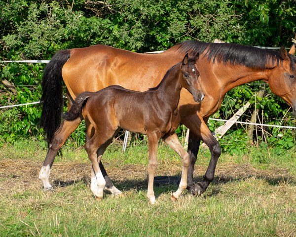 Pferd Hengst von Cornet's Quaprice / Capilano (Holsteiner, 2021, von Cornet's Quaprice)