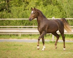 jumper Borgerhof's Rocco (New Forest Pony, 2012, from Kantje's Carter)