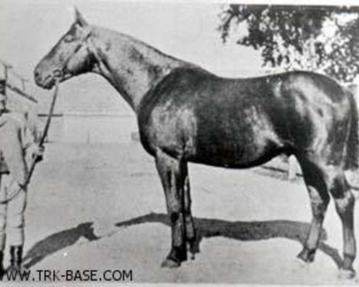 Deckhengst Prinz Optimus (Trakehner, 1898, von Optimus)