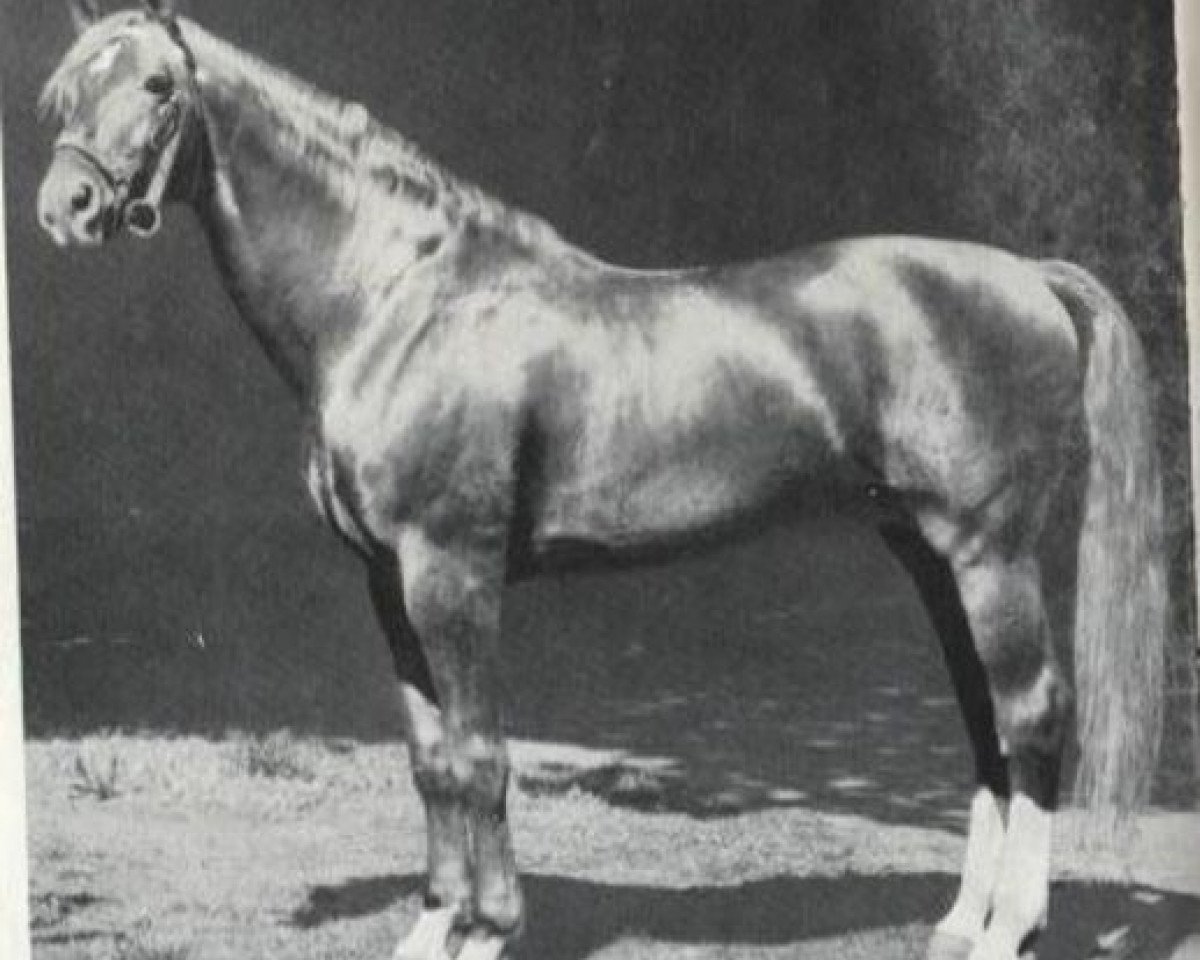 stallion Frisko 3217 (Mecklenburg, 1961, from Fridolin)
