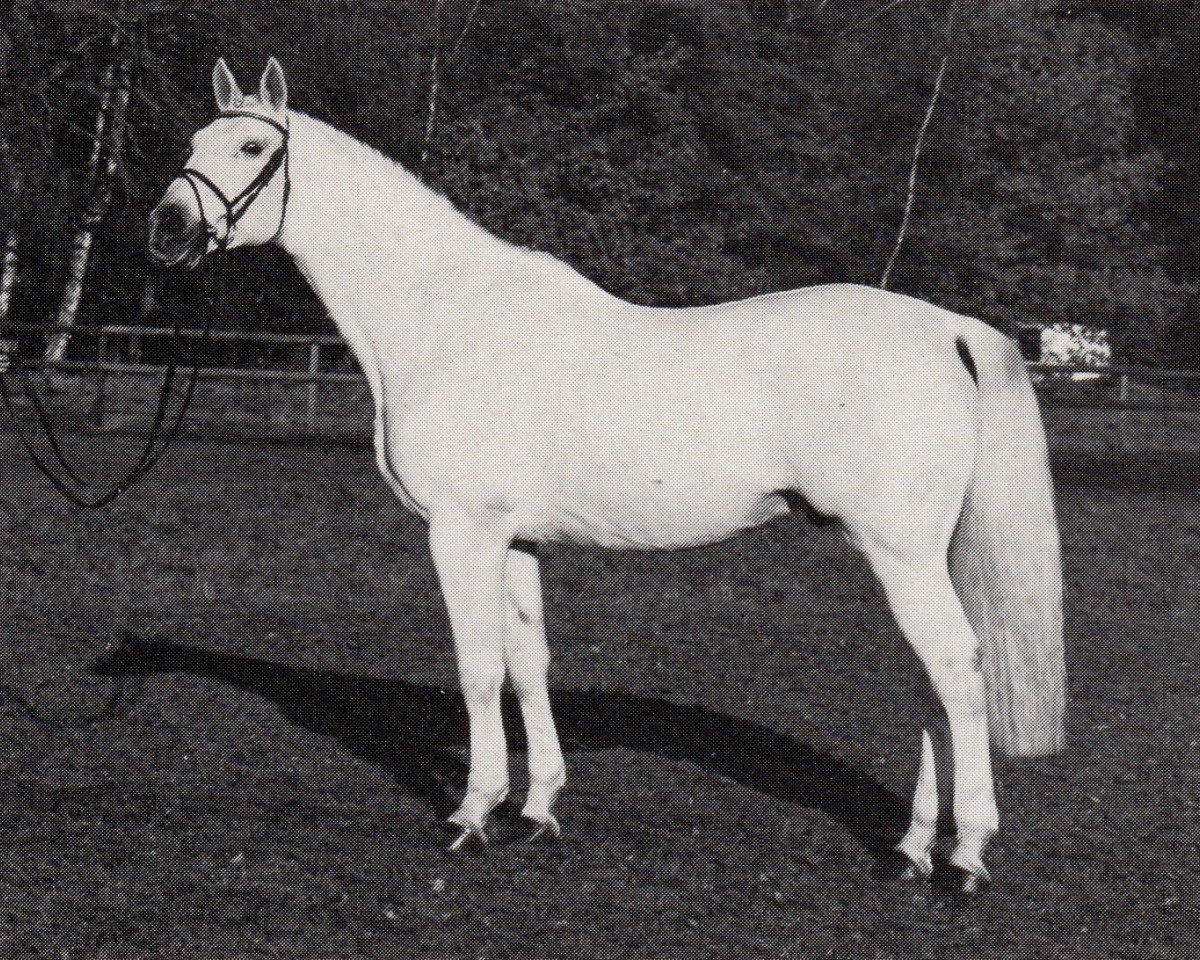 Deckhengst Amiego (Trakehner, 1974, von Haendel)