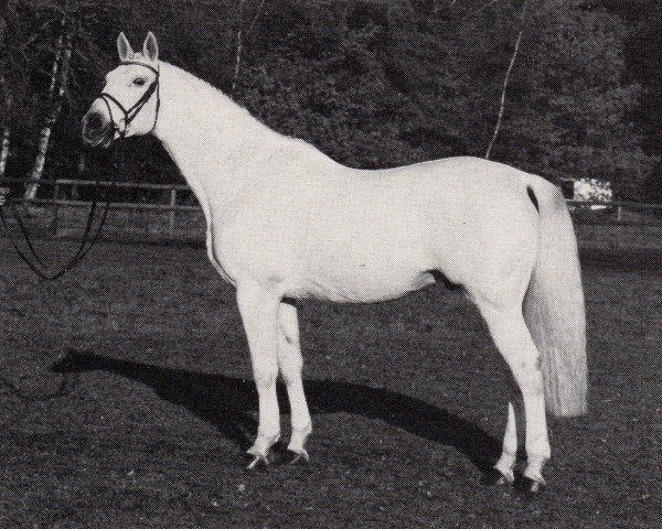 stallion Amiego (Trakehner, 1974, from Haendel)
