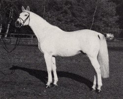 Deckhengst Amiego (Trakehner, 1974, von Haendel)