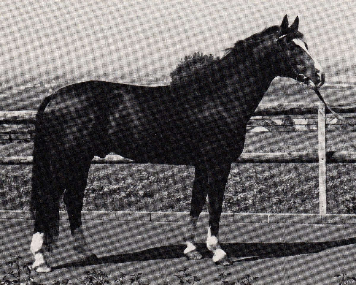 Deckhengst Amadeus (Trakehner, 1975, von Kassiber)