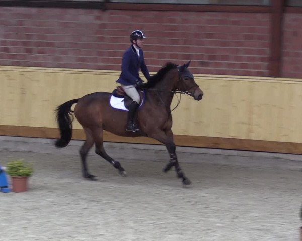 Reitturnier Hamburg-Friedrichshulde/Sylva Kuhrt 2022