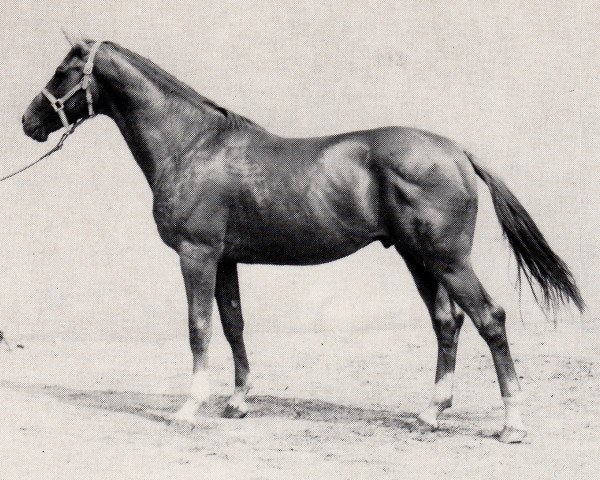 Deckhengst Achat (Trakehner, 1969, von Malachit)