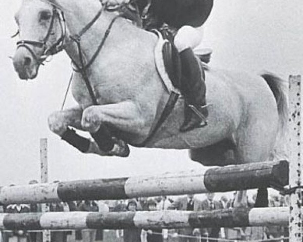 stallion Neron ox (Arabian purebred, 1967, from Sport 1957 ox)