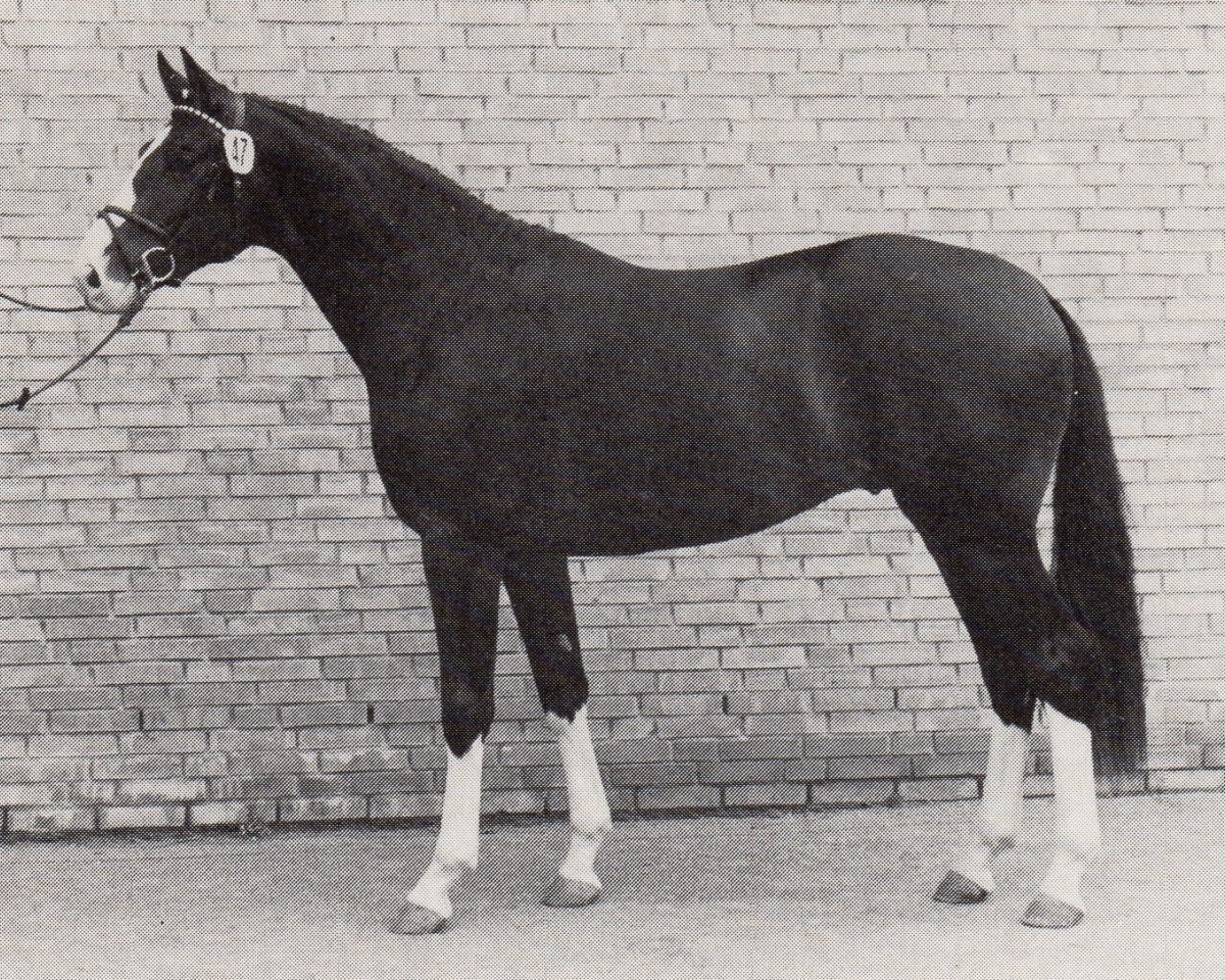 stallion Charly Chaplin (Trakehner, 1985, from Mackensen)