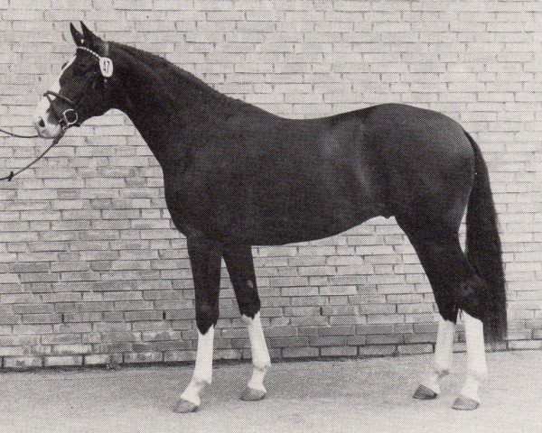 stallion Charly Chaplin (Trakehner, 1985, from Mackensen)