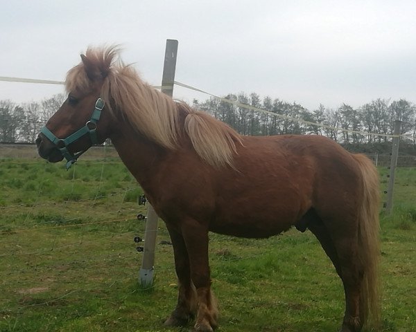 stallion Karon I (Shetland Pony, 1998, from Karli) stallion Karon I (Shetland Pony, 1998, from Karli)