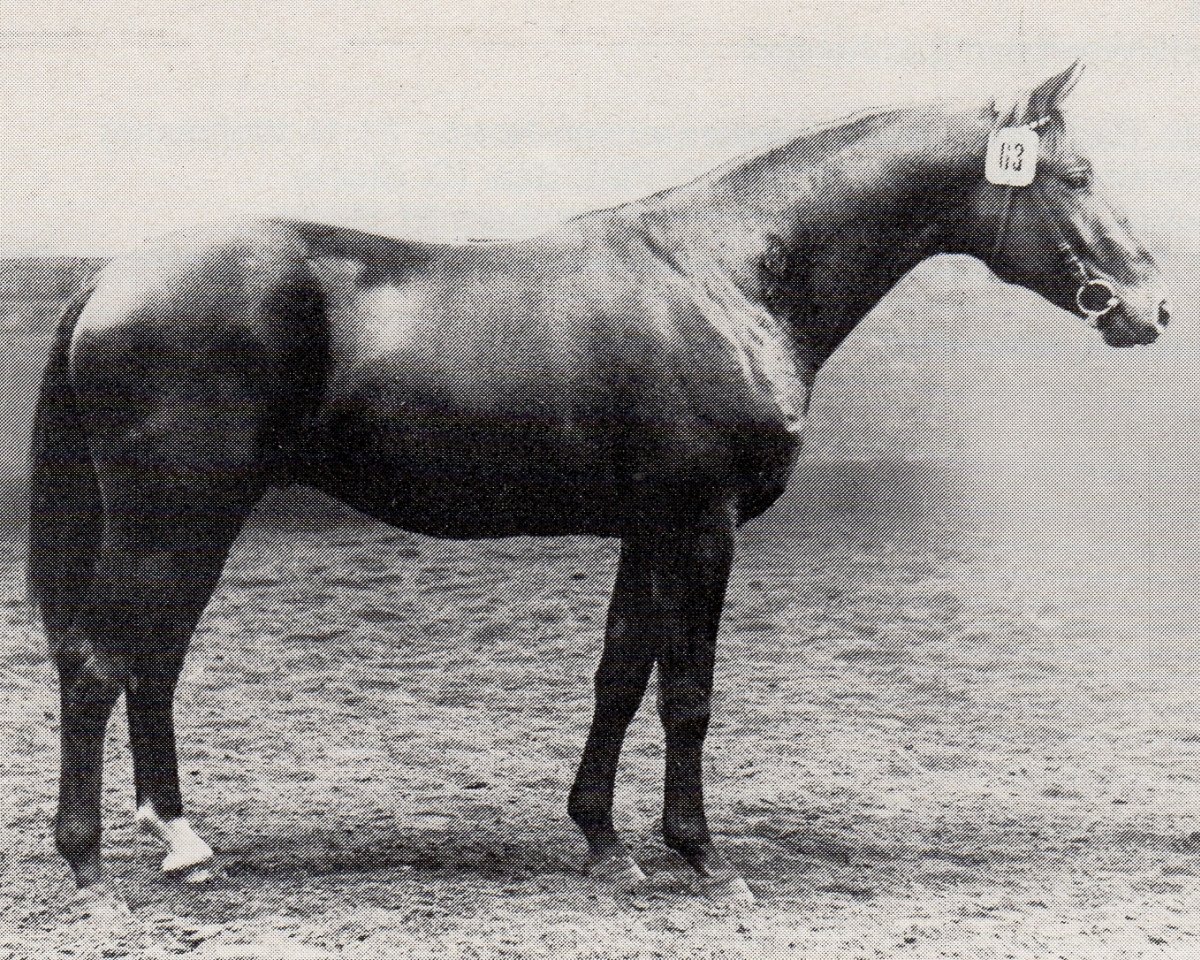 stallion Blinker (Trakehner, 1968, from Magnet)