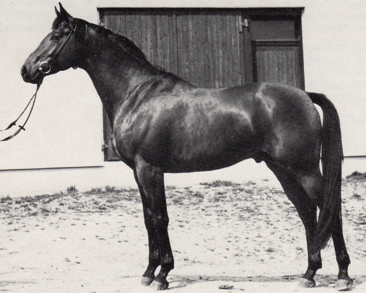 Deckhengst Damaskus (Trakehner, 1972, von Flaneur)