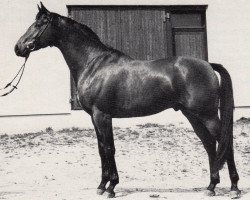 Deckhengst Damaskus (Trakehner, 1972, von Flaneur)