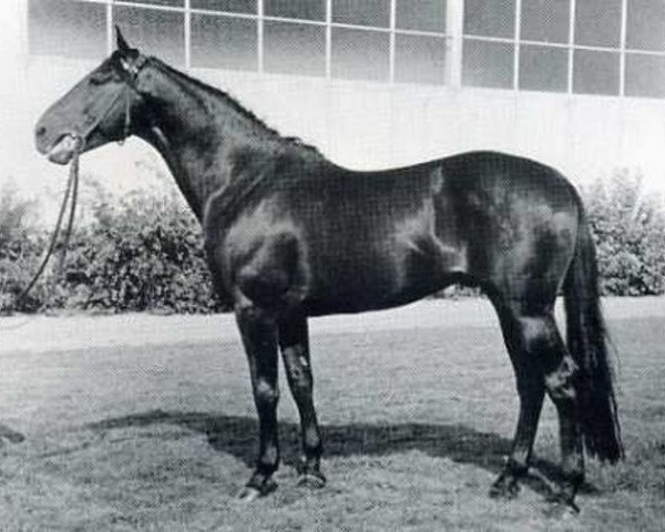 Deckhengst Attila (Holsteiner, 1960, von Anblick xx)
