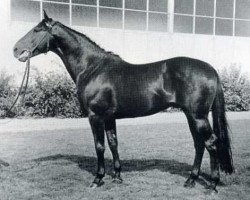stallion Attila (Holsteiner, 1960, from Anblick xx)