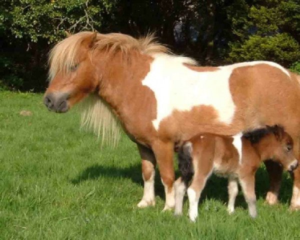 broodmare Tawna Mermaid (Shetland pony (under 87 cm), 2001, from Brandon Fiery Jack)