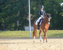 dressage horse Con Chibo (Oldenburg show jumper, 2013, from Con Chello)