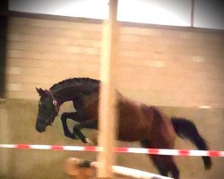 broodmare Alea iacta Est (Westphalian, 2018, from Acheron 4)