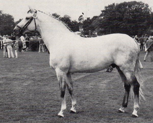 stallion Fabian (Trakehner, 1972, from Donauwind)
