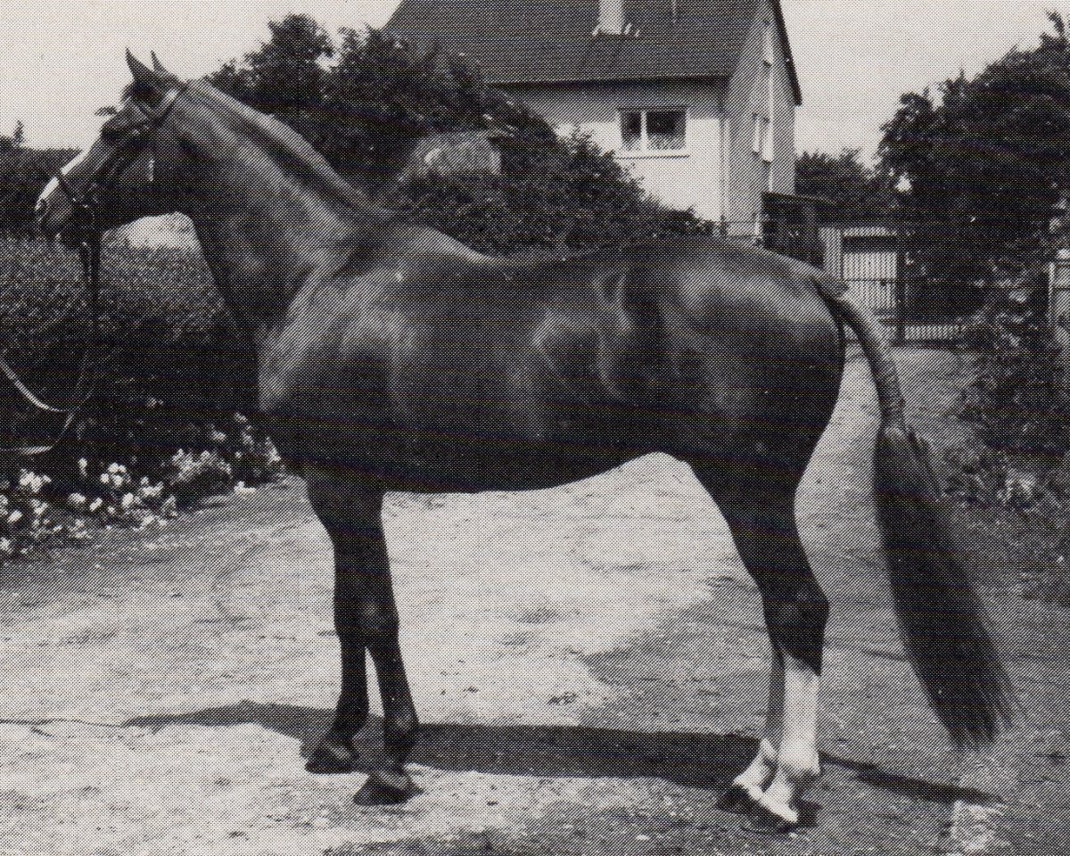 Avlshingst Engadin (Trakehner, 1977, fra Magister)