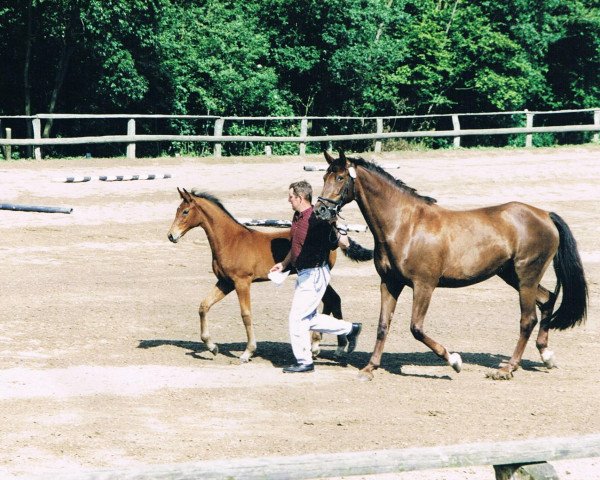 broodmare Feine Deern I (Holsteiner, 1991, from Carolus I)