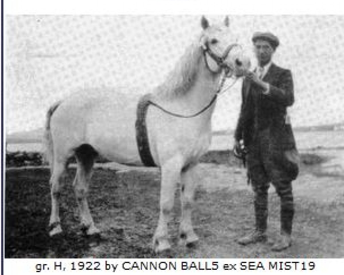 stallion Rebel (Connemara Pony, 1922, from Cannon Ball)
