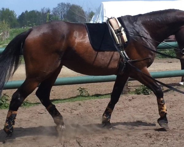horse Calle-Cool (Holsteiner, 2003, from Con Capitol)