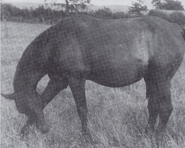 broodmare Saaleck (Trakehner, 1940, from Erhabener)