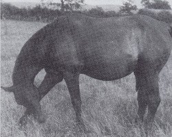 broodmare Saaleck (Trakehner, 1940, from Erhabener)