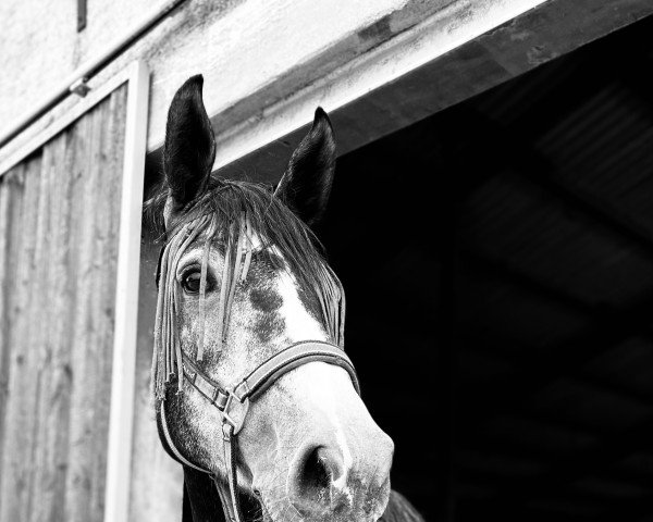 horse Alma Ata (Holsteiner, 2017, from Adagio de Talma)