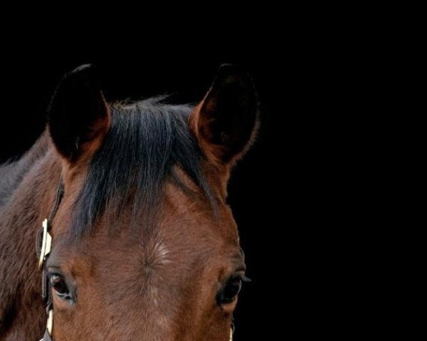 horse Sumatra (Austrian Warmblood, 2012, from Boris Golden Pacer W)