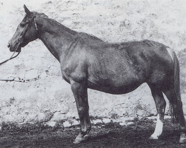 broodmare Mira II (Trakehner, 1940, from Löwenherz) broodmare Mira II (Trakehner, 1940, from Löwenherz)