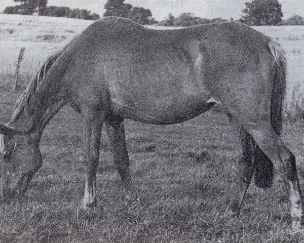 broodmare J. Adana (Trakehner, 1943, from Alibi 3985)