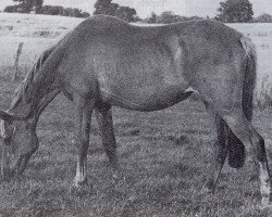 broodmare J. Adana (Trakehner, 1943, from Alibi 3985)